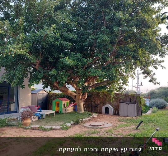 עץ גדול עם כלי גיזום על הקרקע